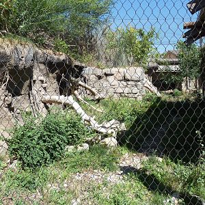 Asian Highlands - Pallas' Cat Exhibit