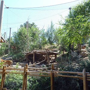 Asian Highlands - Amur Tiger Exhibit