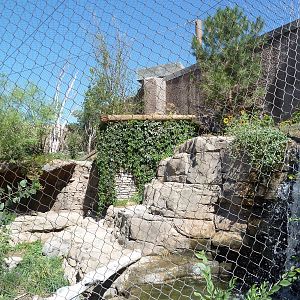 Asian Highlands - Snow Leopard Exhibit