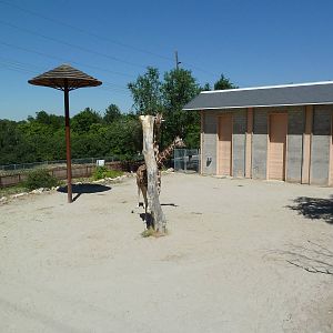 Giraffe Exhibit