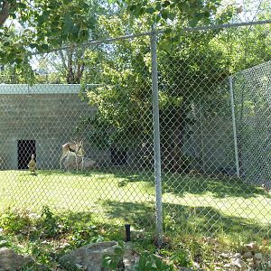 Egyptian Goose/Springbok Exhibit