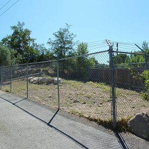 Desert Bighorn Sheep Exhibit