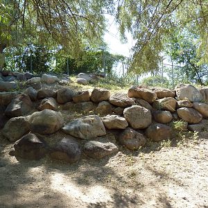 Desert Bighorn Sheep Exhibit