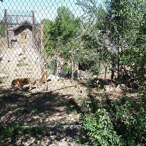 Asian Highlands - Amur Tiger Exhibit (Rear View)