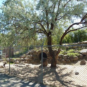 Desert Bighorn Sheep Exhibit