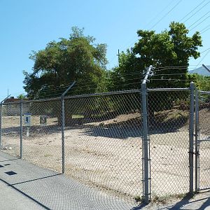 Desert Bighorn Sheep Exhibit
