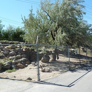 Desert Bighorn Sheep Exhibit
