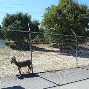 Desert Bighorn Sheep Exhibit