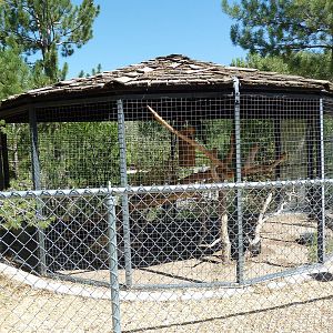 Green-Winged Macaw Exhibit