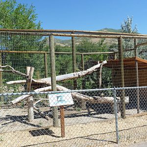 Bald Eagle Exhibit