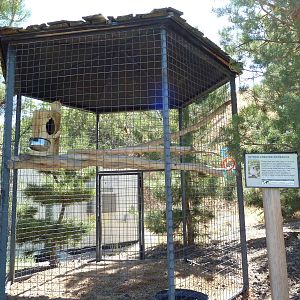 Citron-Crested Cockatoo Exhibit