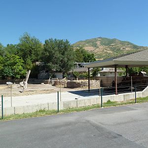 Bactrian Camel Exhibit
