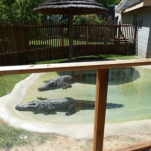 Siamese Crocodile Exhibit