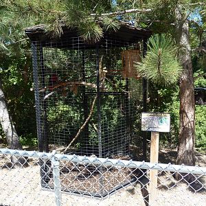Eclectus Parrot Exhibit