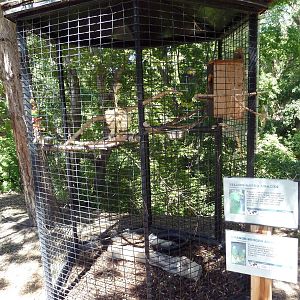 Yellow-Naped + Orange-Winged Amazon Parrot Exhibit