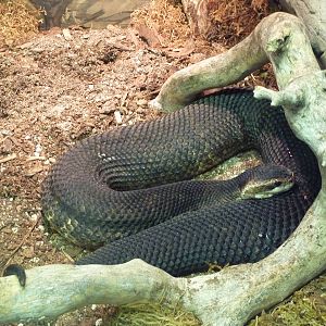 Small Animal Building - Cottonmouth