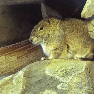 Small Animal Building - Rock Cavy