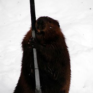 I've got a pole, and I'm not afraid to use it!