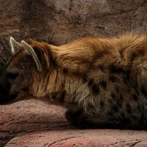 Hyena
