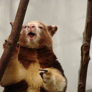 Matschie's Tree Kangaroo