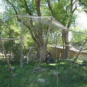 Primate Forest - Spider Monkey Exhibit