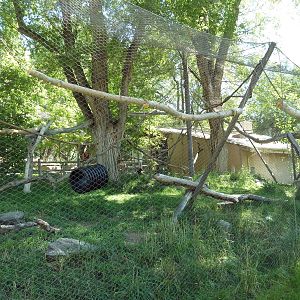 Primate Forest - Spider Monkey Exhibit