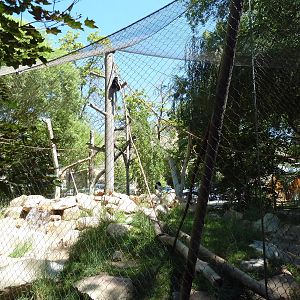 Primate Forest - Colobus Monkey Exhibit