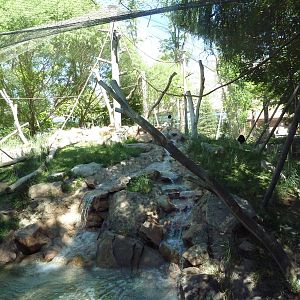 Primate Forest - Colobus Monkey Exhibit