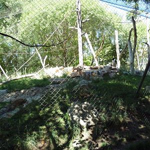 Primate Forest - Colobus Monkey Exhibit