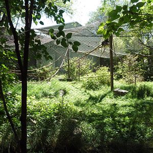 Primate Forest - Francois + Hanuman Langur Exhibit