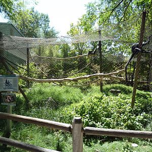 Primate Forest - Francois + Hanuman Langur Exhibit