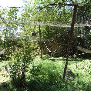 Primate Forest - Langur Exhibit