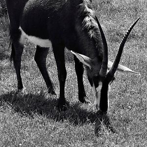 Sable Antelope