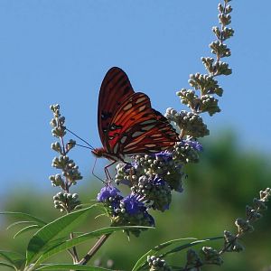 Gulf Fritillary