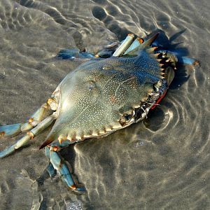 Blue Crab
