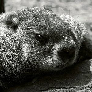 Groundhog