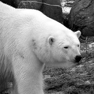 Polar Bear in Black and White
