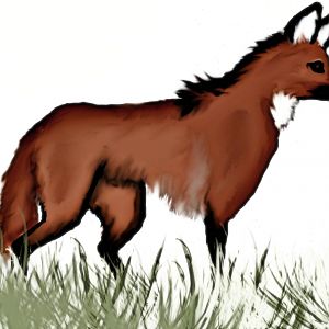 Maned Wolf
