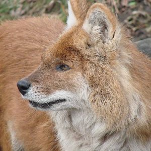 Dhole Girl
