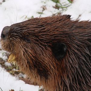 Beaver Portrait