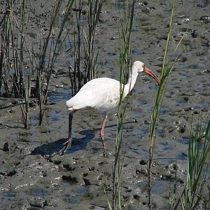 White Ibis