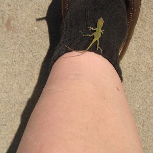 Anole on my leg!