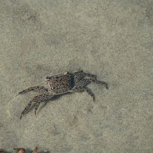 A Little Crabby