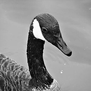 Canada Goose