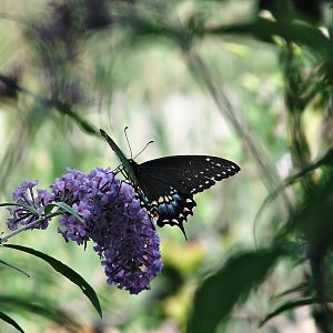 Black Swallowtail Butterfly