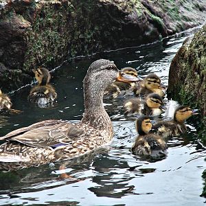Mallard Family