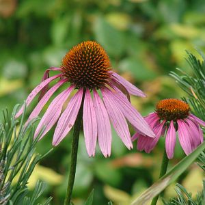 Cone Flower