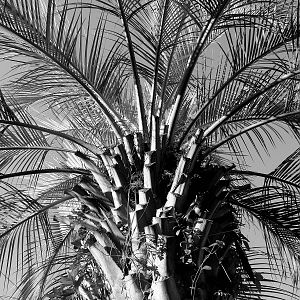 Palmetto in Black and White