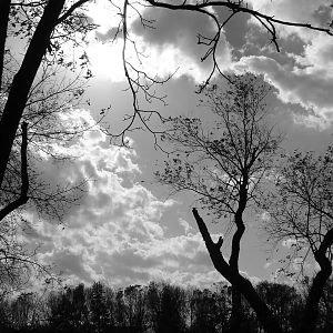 Clouds and Trees