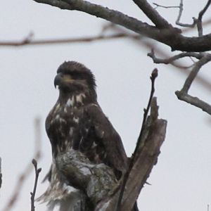 Young Bald Eagle